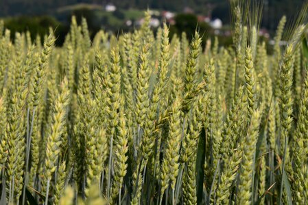 Cereals field agriculture