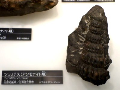 Turrilites costatus - National Museum of Nature and Science, Tokyo - DSC06994