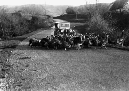 Turkeys crossing a road in front of a car (1293695)