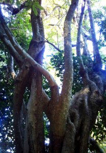Turkeyberry tree - Newlands forest - Canthium inerme 2 photo