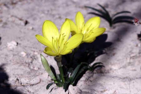 The resurrection yellow crocus