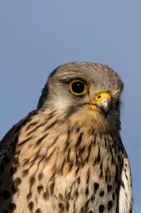 Turmfalke am Neusiedler See 3 photo