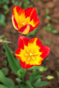 Tulipa 'Floriette' 2015 02