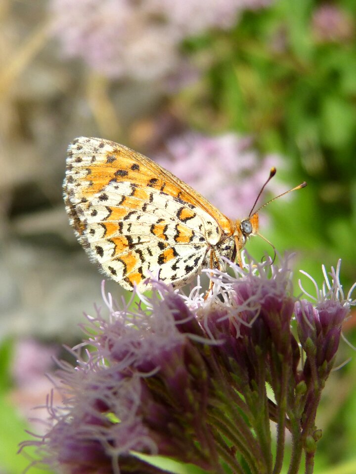 Damer dels conillets flower libar