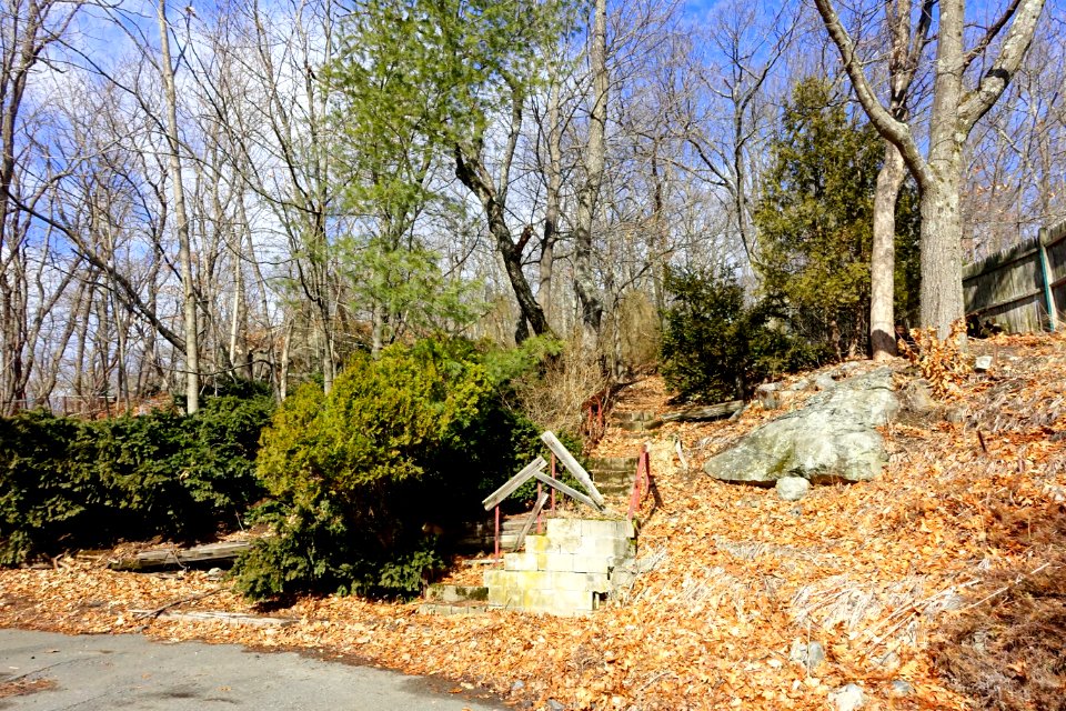 Turkey Hill Reservation - Arlington, MA - DSC08867