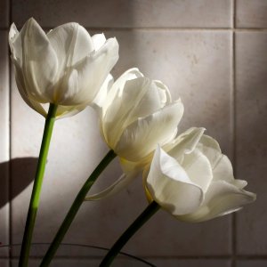 Tulipa 'Mondial' 2015 09