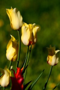 Tulipa 'Hocus Pocus' 2016 13