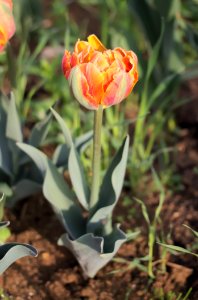 Tulipa 'Orange Princess' 2015 02