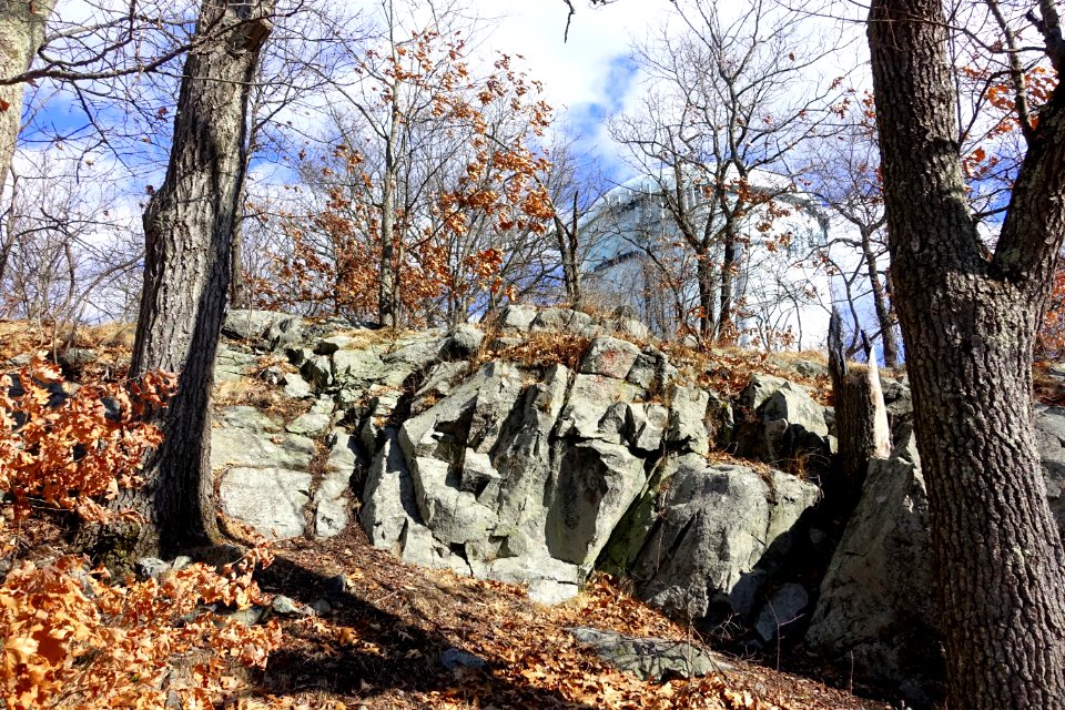 Turkey Hill Reservation - Arlington, MA - DSC08900