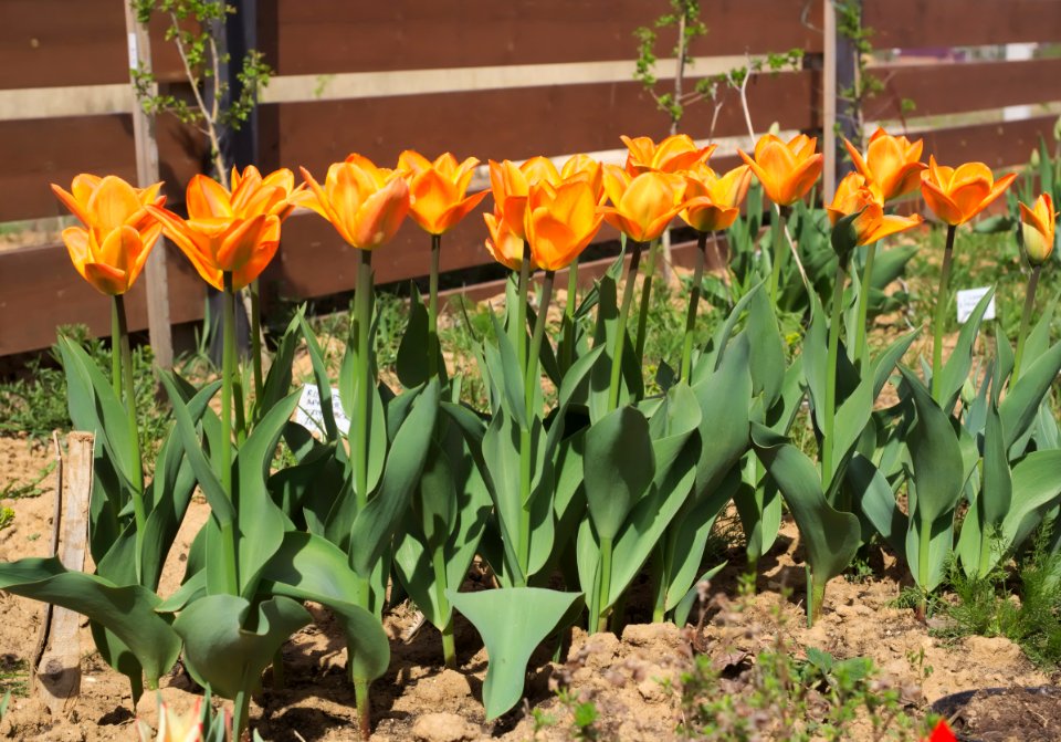 Tulipa 'Orange Breeze' 2015 02