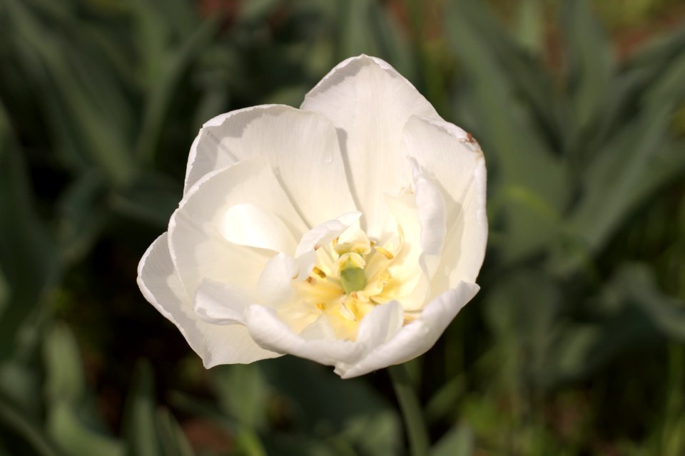 Tulipa 'Mondial' 2015 08
