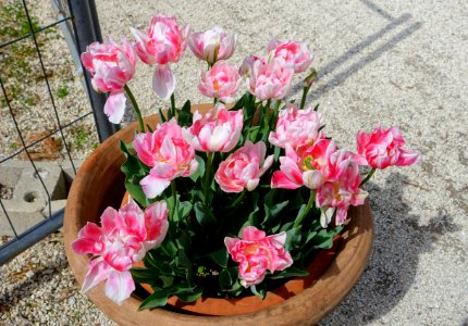 Tulips - Villa d'Este - Tivoli, Italy - DSC03923