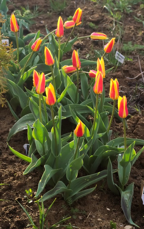 Tulipa kaufmanniana 'Giuseppe Verdi' 2015 08