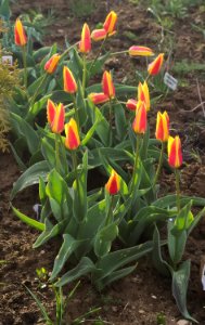 Tulipa kaufmanniana 'Giuseppe Verdi' 2015 08