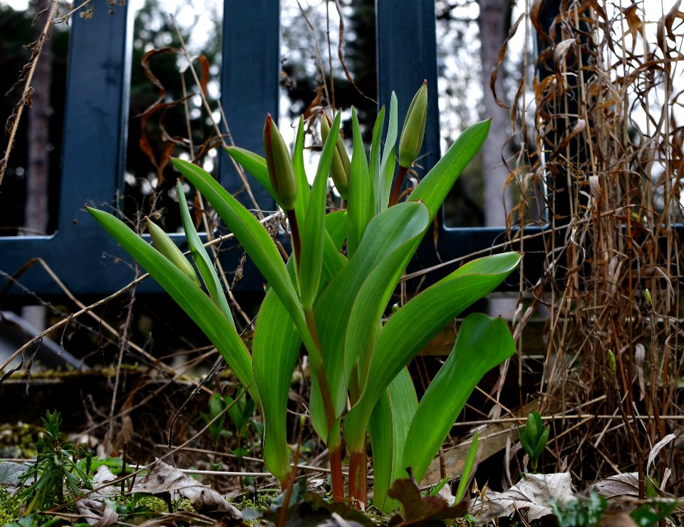 Tulipes au bord du chemin