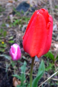 Tulips, 2020-04-15, Beechview
