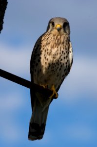 Turmfalke am Neusiedler See 2