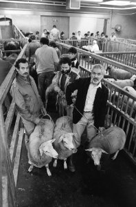 Turken wachten met schapen in het Amsterdamse abattoir om ze ritueel te slachten, Bestanddeelnr 933-7301