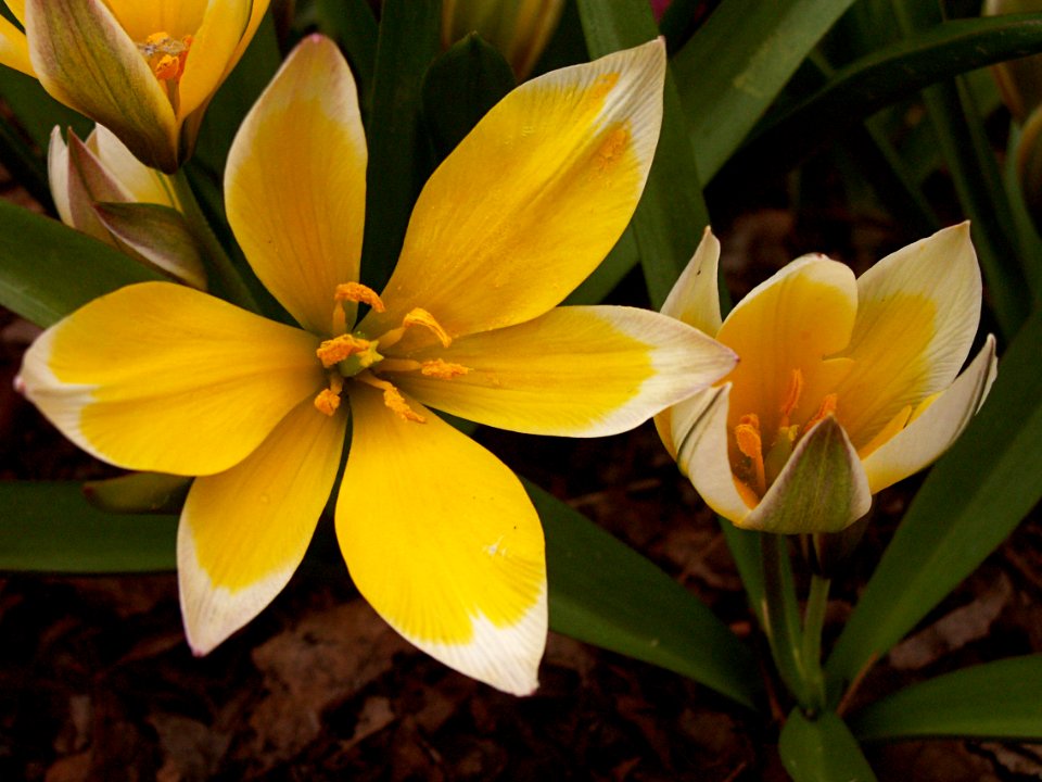 Tulipa tarda, Phipps Conservatory, 2015-03-25, 01