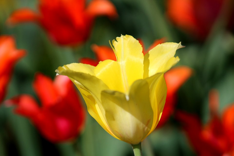 Tulipa 'Hocus Pocus' 2016 03