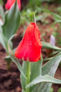Tulipa 'Giant Orange Sunset' 2015 02