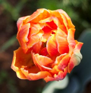 Tulipa 'Orange Princess' 2015 06