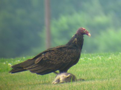 Turkey Vulture on ground