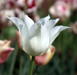 Tulipa 'Sapporo' 2017 01