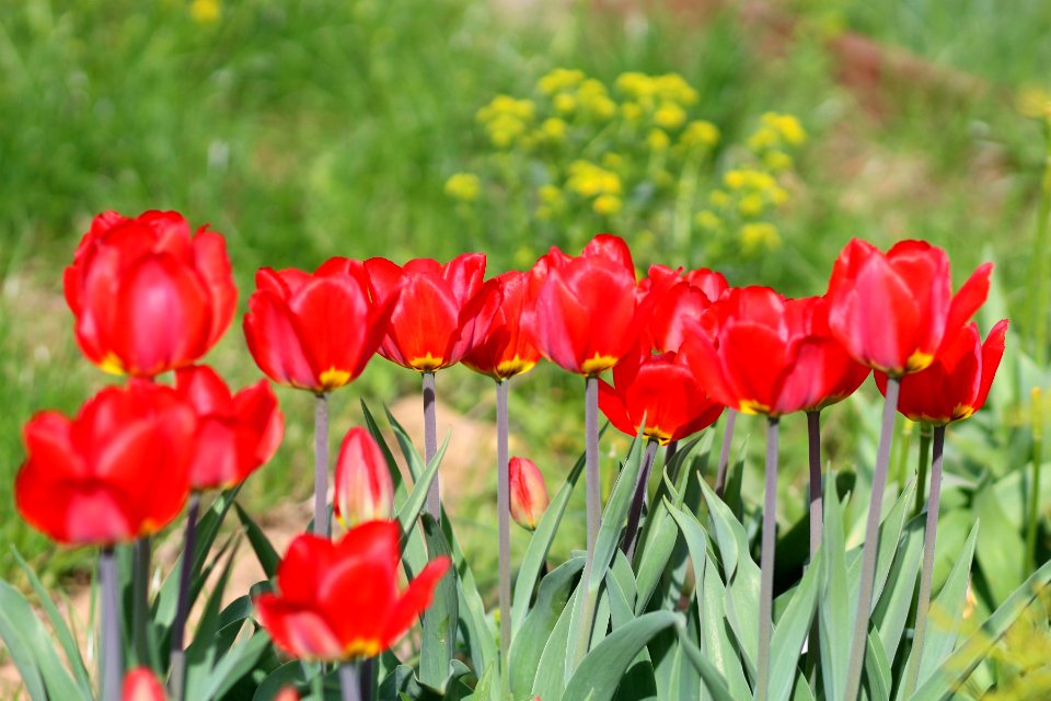 Tulipa 'Red Revival' 2016 05