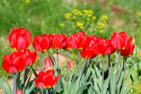 Tulipa 'Red Revival' 2016 05