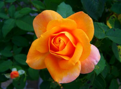 Rose peach color flower garden
