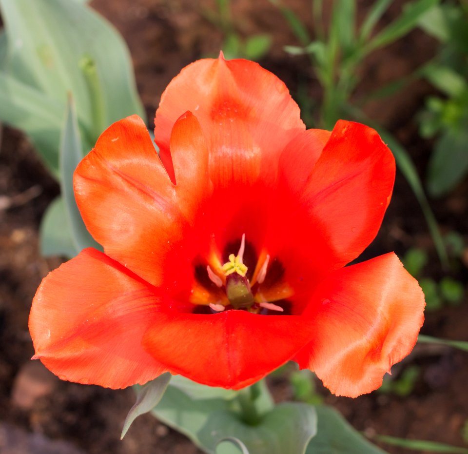 Tulipa 'Giant Orange Sunset' 2015 07