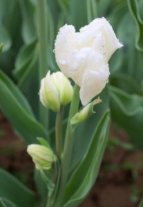 Tulipa 'Mondial' multiflowering 2015 04 photo