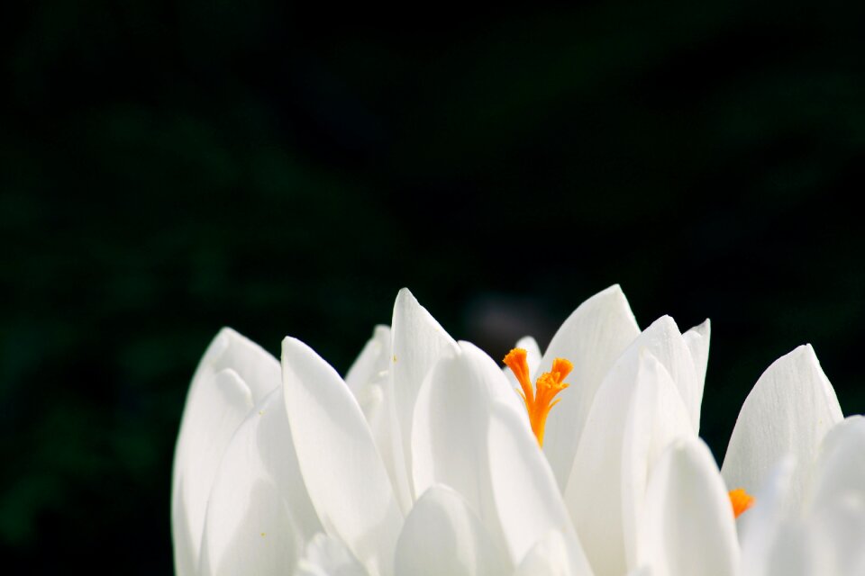 Spring flower blossom bloom