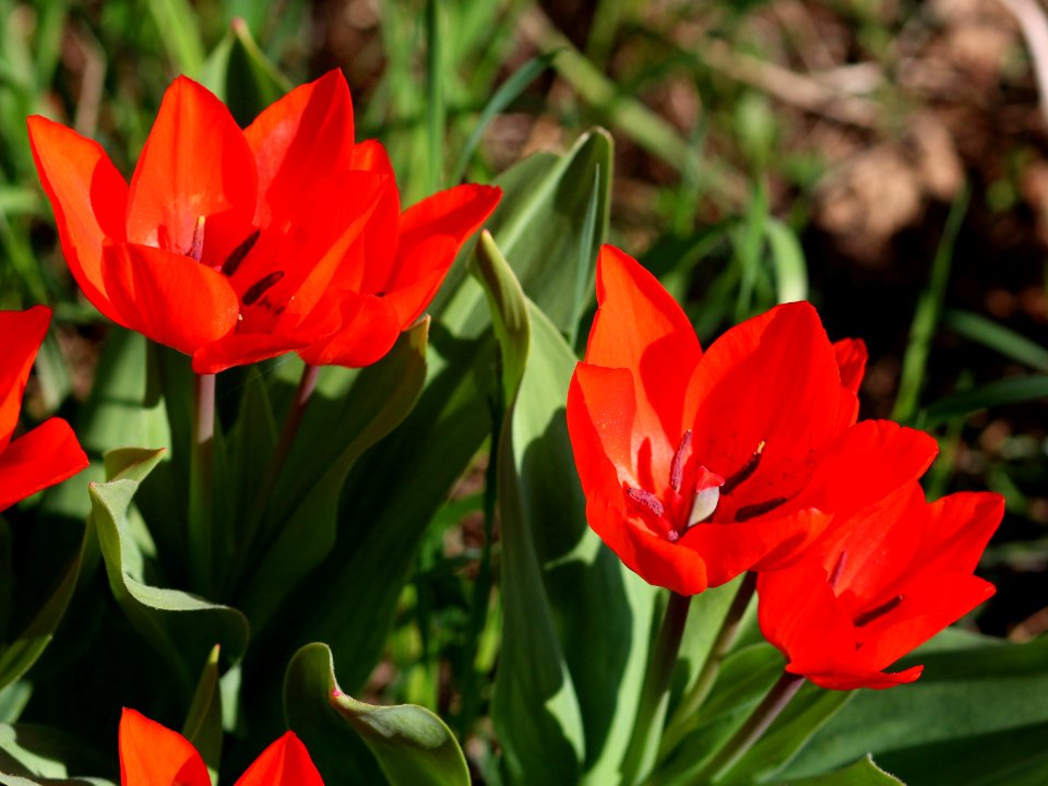 Tulipa 'Fusilier' 2016 04