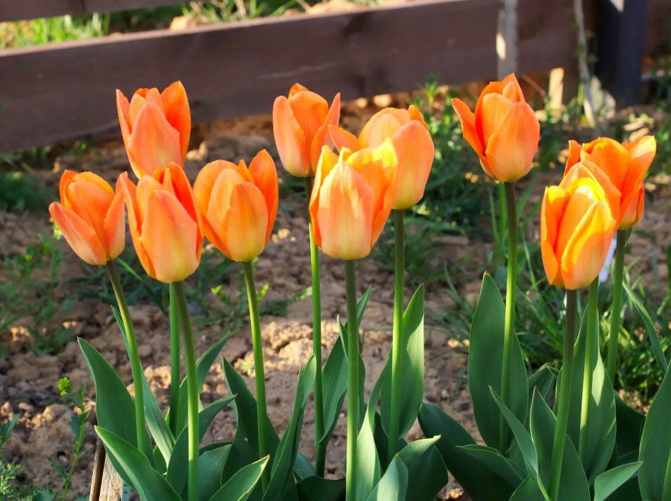 Tulipa 'Orange Breeze' 2015 01