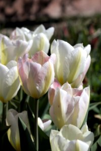 Tulipa 'Flaming Purissima' 2017 08