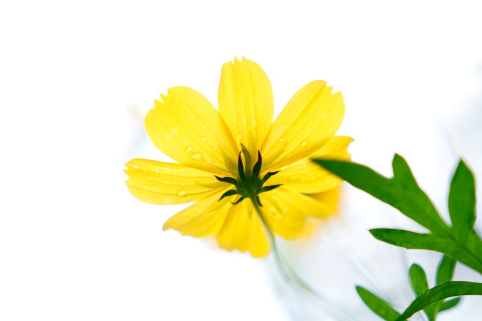 Yellow spring fresh