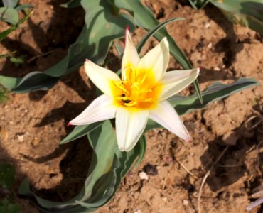 Tulipa greigii 'White Fire' 2015 00