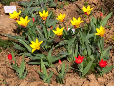 Tulipa kaufmanniana 'Giuseppe Verdi' 2015 03