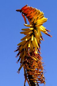 Botswana structure plant