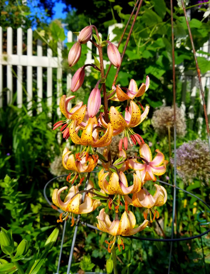 Turk's cap lily - Arlington, MA - 20200618 081359