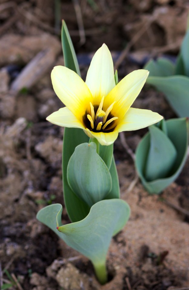 Tulipa fosteriana concerto 2016 11
