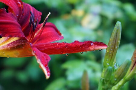 Close up nature red