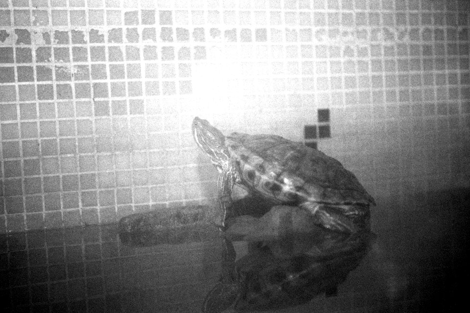 Turtle in Aquarium, Kankaria