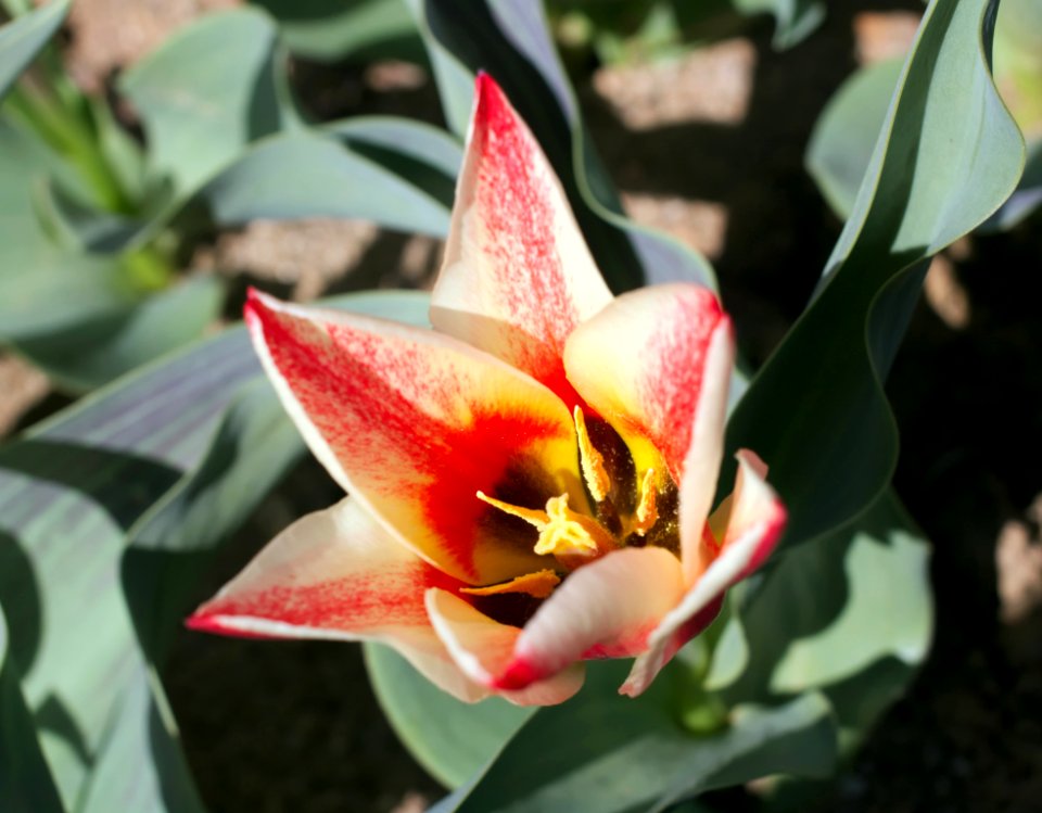 Tulipa greigii 'Pinocchio' 2015 04