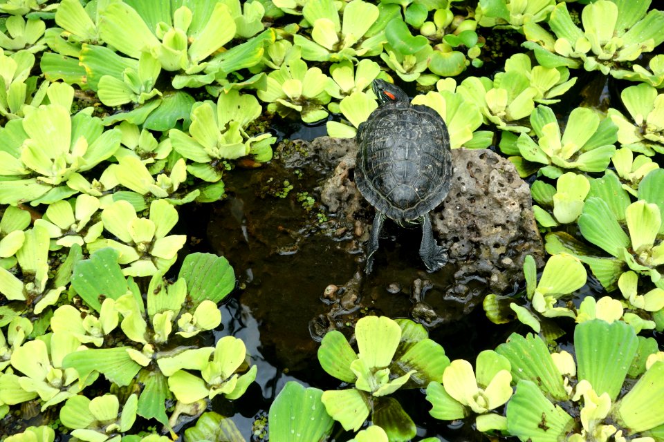 Turtle - Conservatory of Flowers - San Francisco, CA - DSC03180