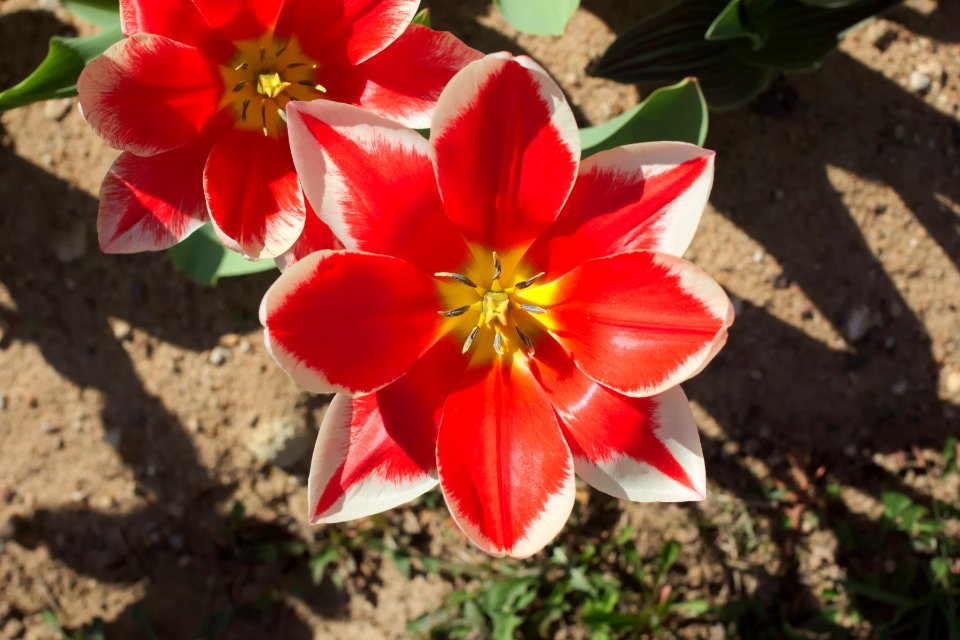 Tulipa fosteriana 'Pirand' 2015 petal count 8