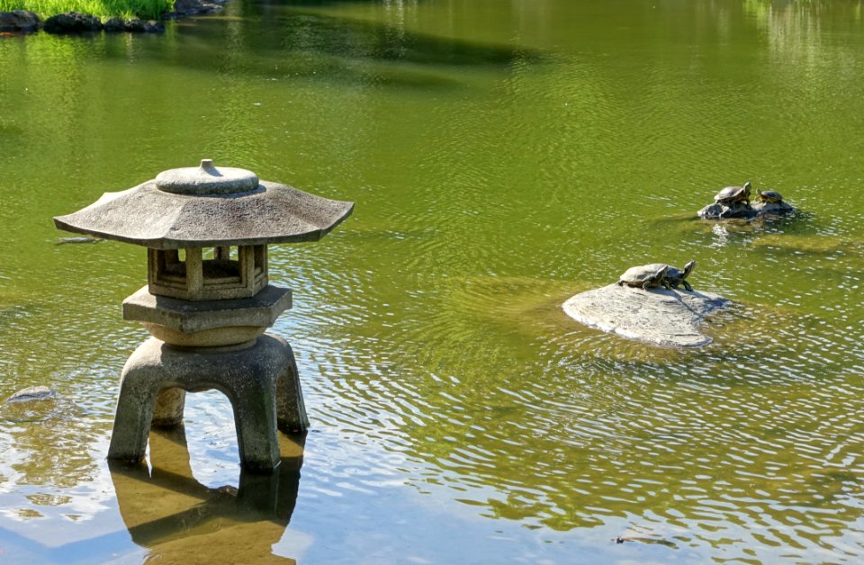 Turtles - Old Yasuda Garden - Tokyo, Japan - DSC06525