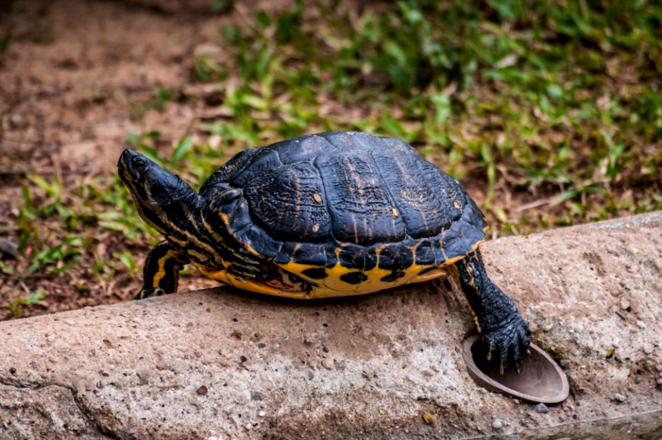 Turtle in São Paulo Zoo
